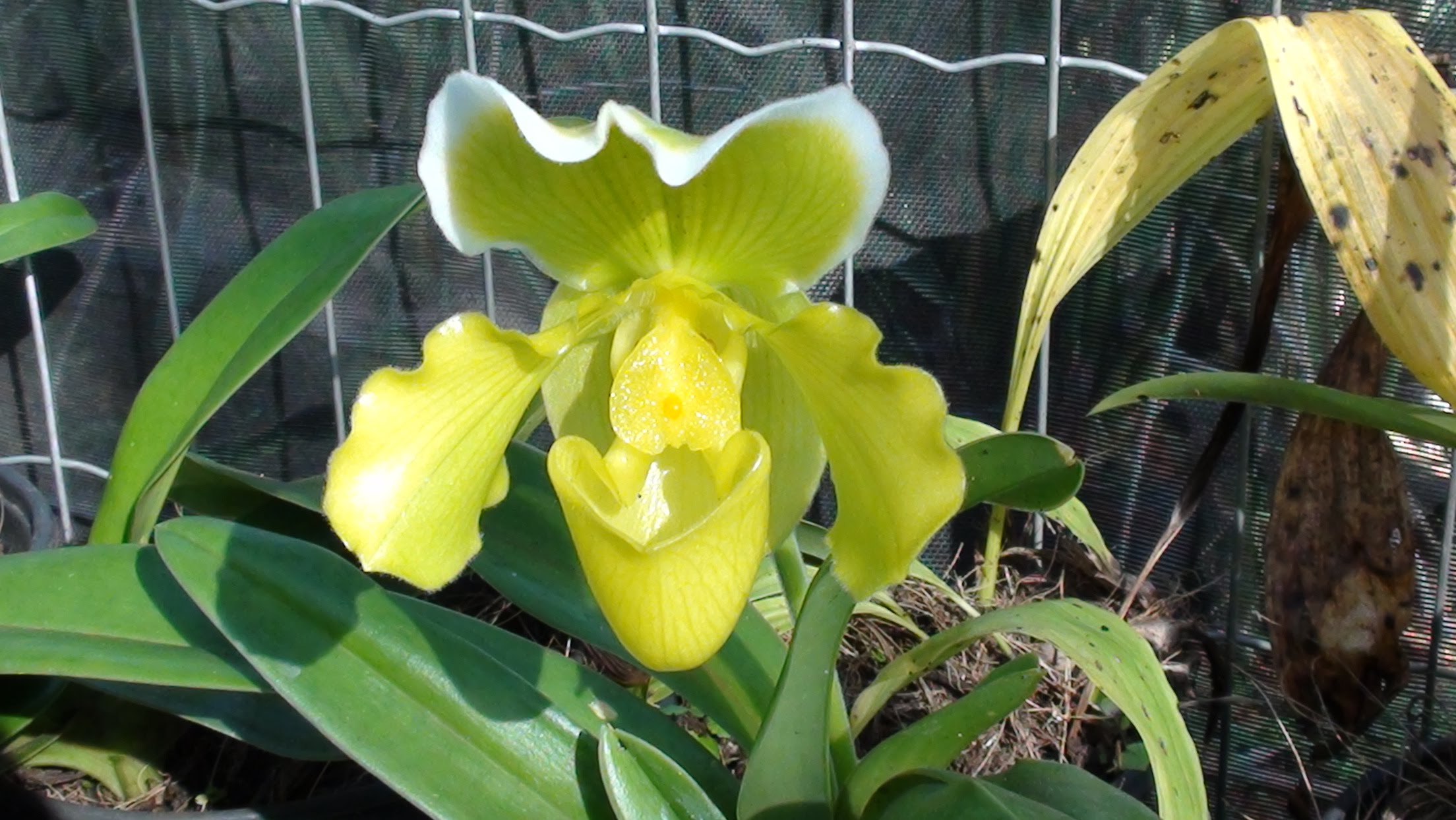 Como Cuidar de Orquídeas Sapatinho Passo a Passo Para um Ótimo Cultivo –  Como Cuidar de Orquídeas Doentes