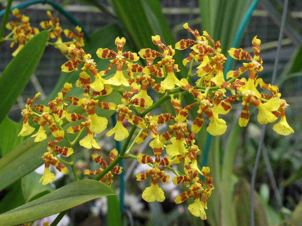 Orquídeas Chuva de Ouro Como Cuidar e Plantar em 5 Passos – Como Cuidar de  Orquídeas Doentes